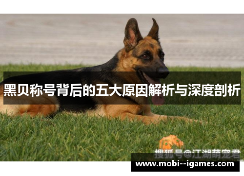黑贝称号背后的五大原因解析与深度剖析 黑贝称号背后的五大原因解析与深度剖析